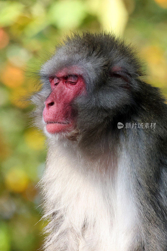 日本猕猴(Macaca fuscata)的特写照片